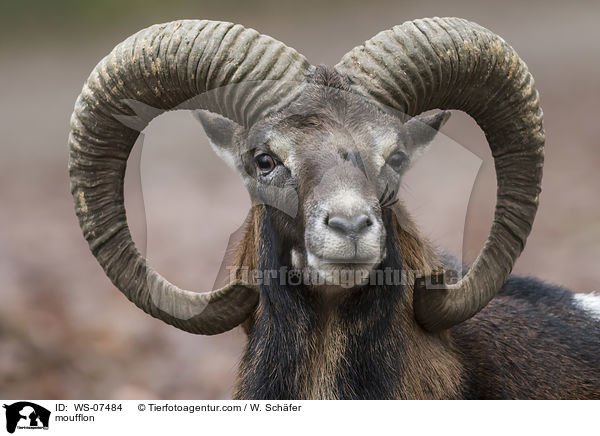 Mufflon / moufflon / WS-07484