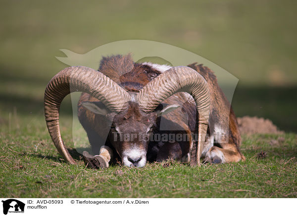 Mufflon / moufflon / AVD-05093