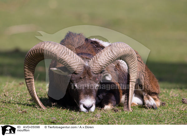 moufflon / AVD-05098