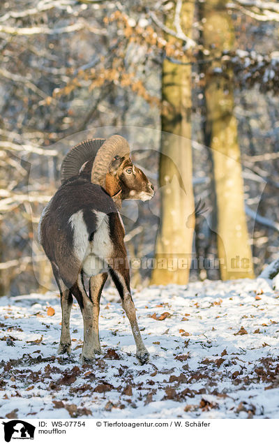 Mufflon / moufflon / WS-07754