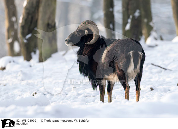Mufflon / moufflon / WS-08006