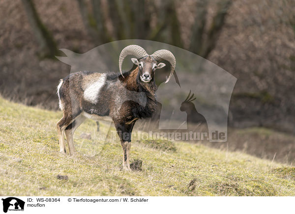 Mufflon / mouflon / WS-08364