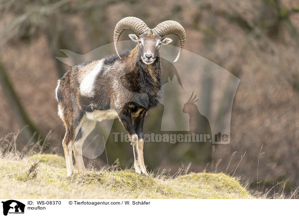 Mufflon / mouflon / WS-08370