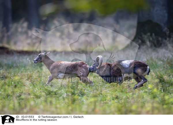 Mufflons in der Brunftzeit / Moufflons in the rutting season / IG-01553