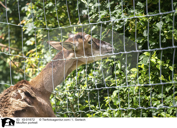 Mufflon Portrait / Mouflon portrait / IG-01672