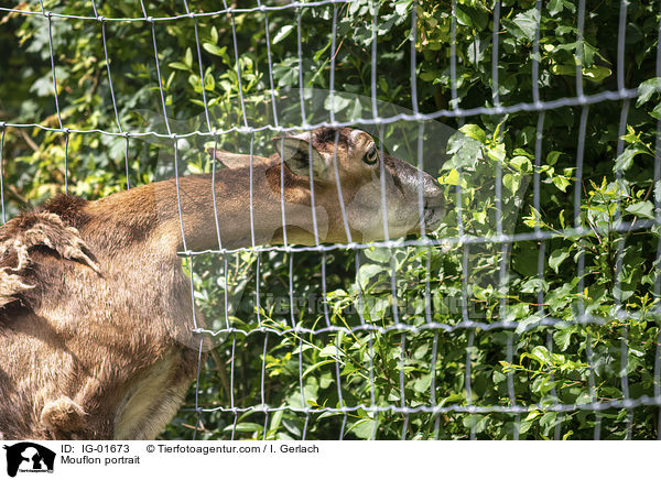 Mufflon Portrait / Mouflon portrait / IG-01673