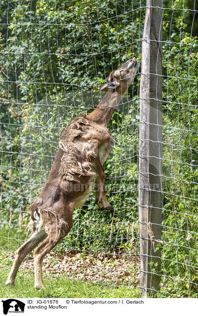stehendes Mufflon / standing Mouflon / IG-01676