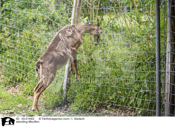 stehendes Mufflon / standing Mouflon / IG-01682