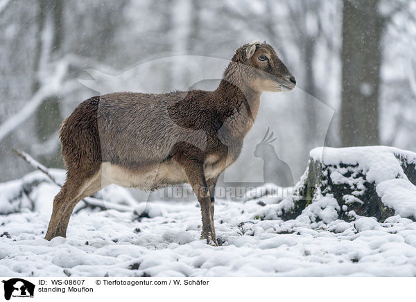 stehender Mufflon / standing Mouflon / WS-08607