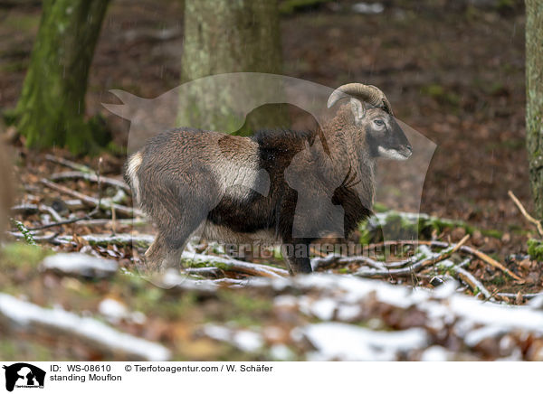 stehender Mufflon / standing Mouflon / WS-08610