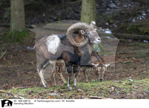 stehender Mufflon / standing Mouflon / WS-08612