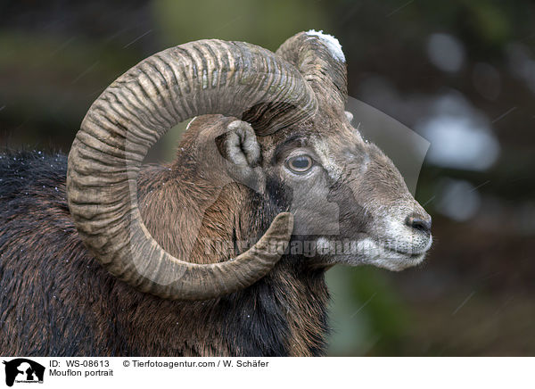Mouflon portrait / WS-08613