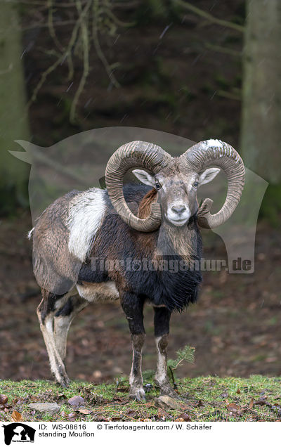 standing Mouflon / WS-08616
