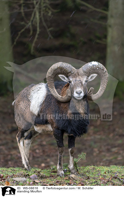 stehender Mufflon / standing Mouflon / WS-08616