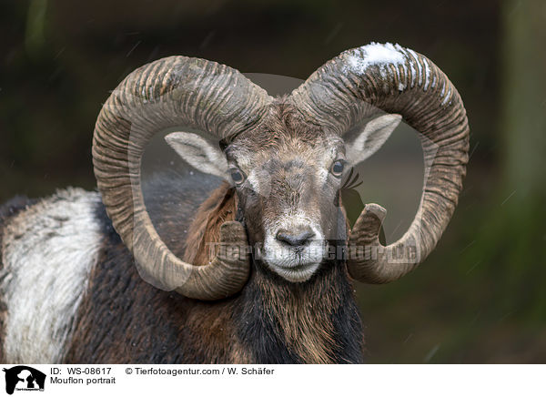 Mouflon portrait / WS-08617
