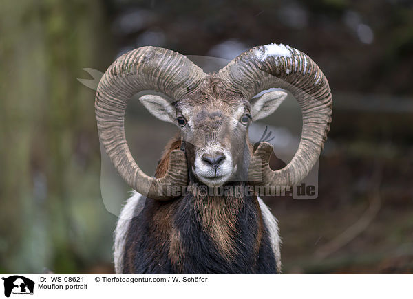 Mouflon portrait / WS-08621