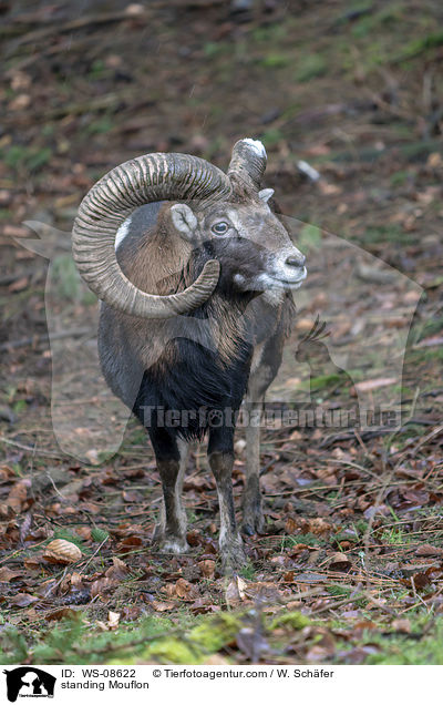 stehender Mufflon / standing Mouflon / WS-08622