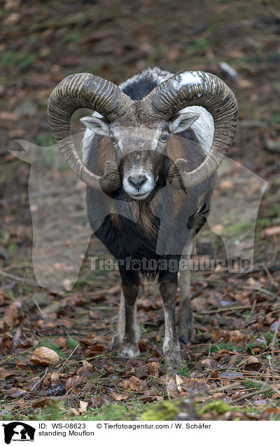 stehender Mufflon / standing Mouflon / WS-08623