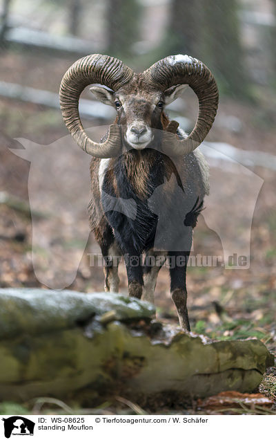 standing Mouflon / WS-08625