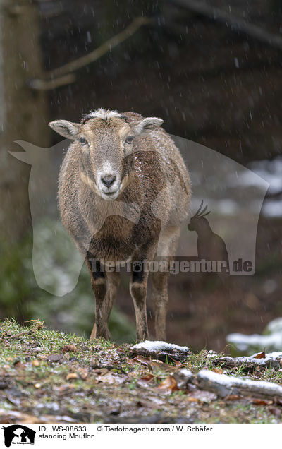 stehender Mufflon / standing Mouflon / WS-08633