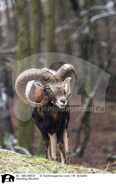 stehender Mufflon / standing Mouflon / WS-08637