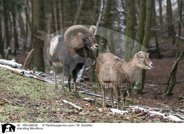 stehende Mufflons / standing Mouflons / WS-08638