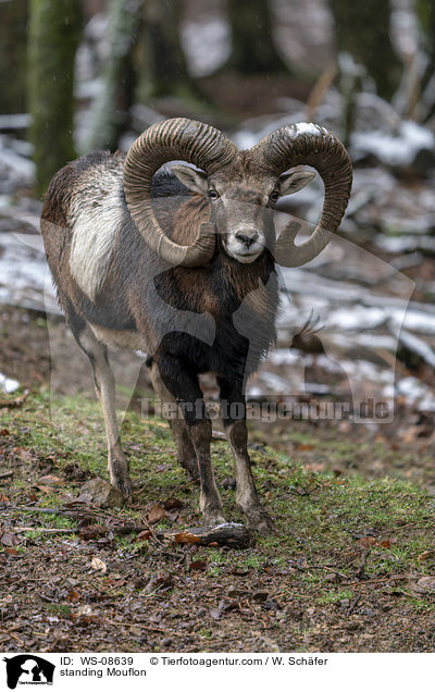standing Mouflon / WS-08639