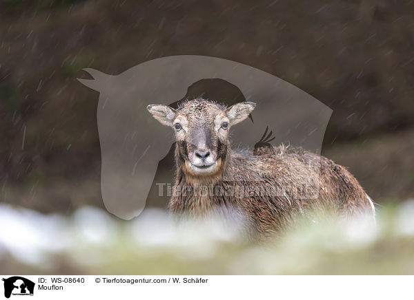 Mouflon / WS-08640