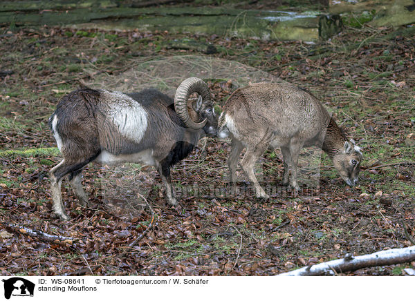 standing Mouflons / WS-08641