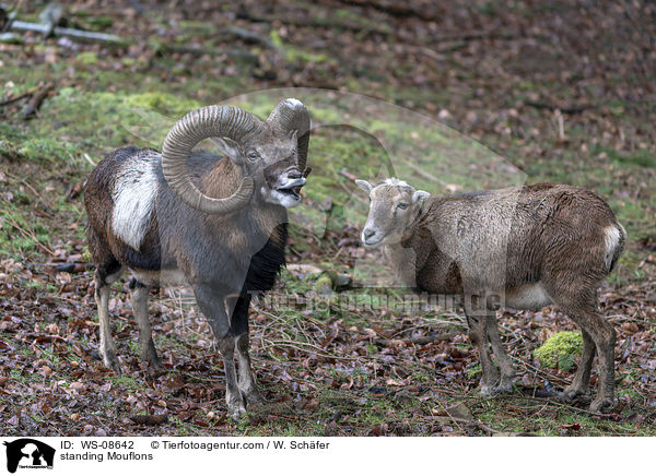 standing Mouflons / WS-08642