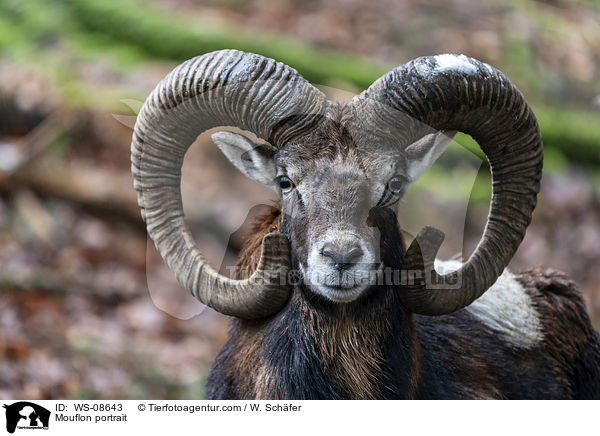 Mouflon portrait / WS-08643