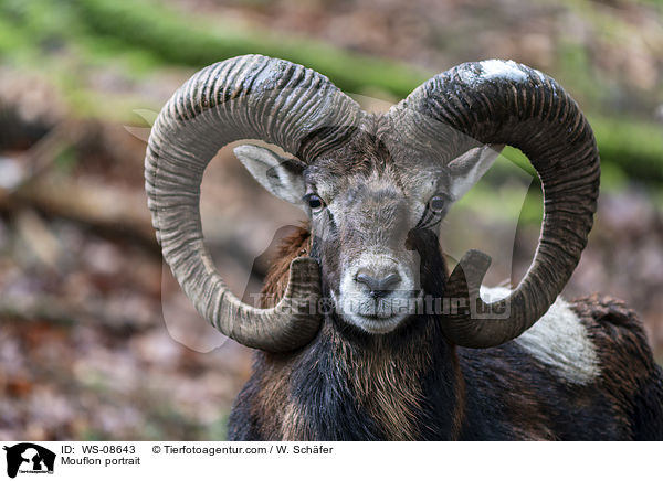 Mufflon Portrait / Mouflon portrait / WS-08643