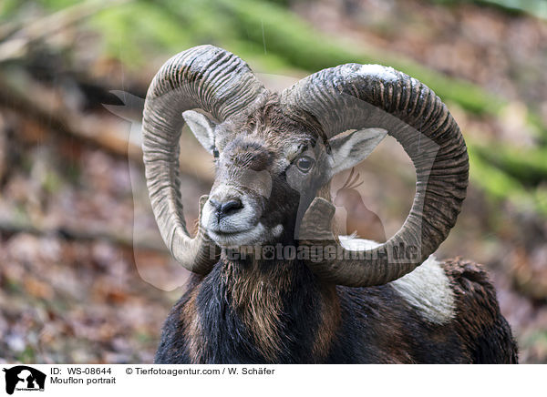 Mouflon portrait / WS-08644
