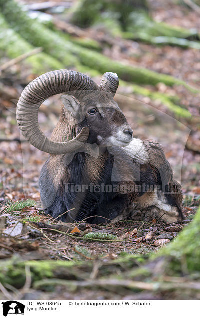 liegender Mufflon / lying Mouflon / WS-08645