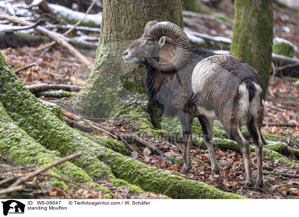standing Mouflon / WS-08647