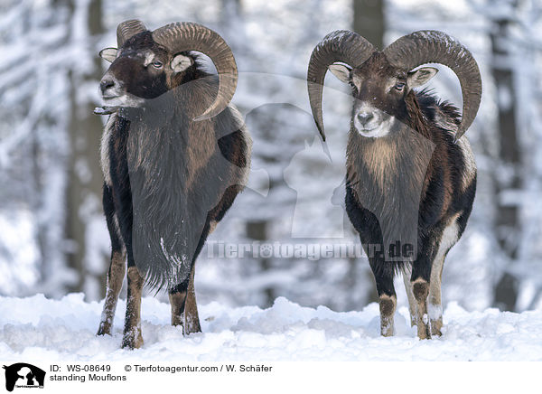 standing Mouflons / WS-08649