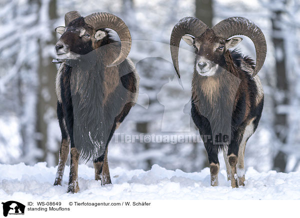 stehende Mufflons / standing Mouflons / WS-08649