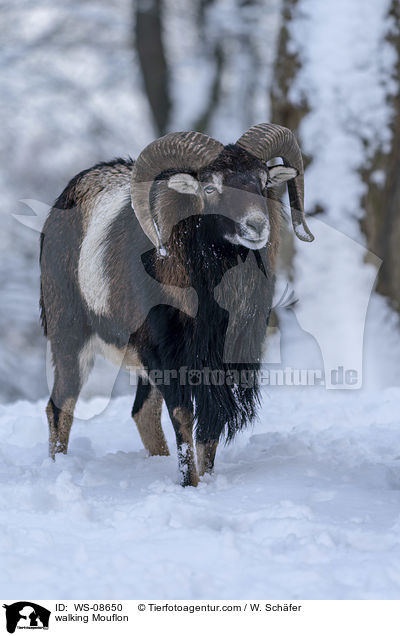 laufender Mufflon / walking Mouflon / WS-08650