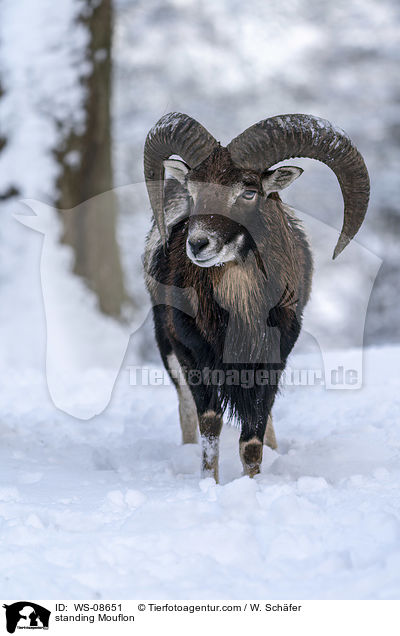 standing Mouflon / WS-08651