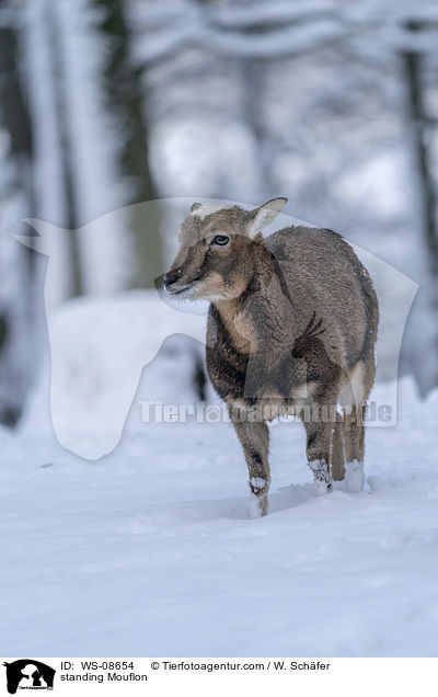 standing Mouflon / WS-08654
