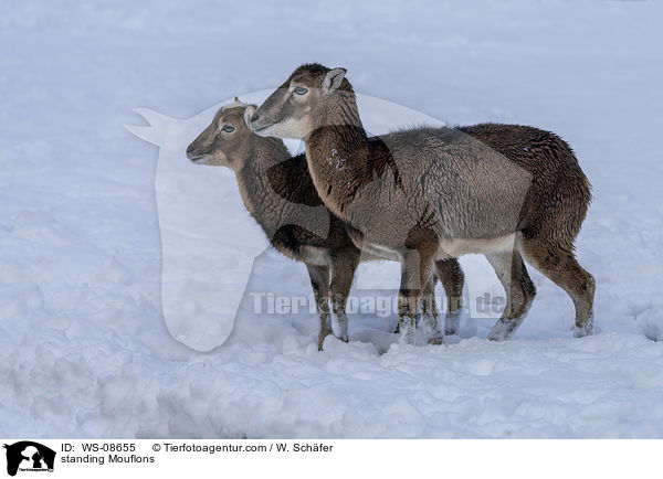 standing Mouflons / WS-08655