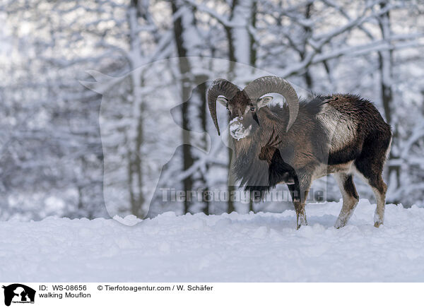 walking Mouflon / WS-08656