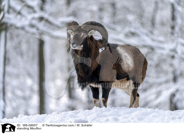 standing Mouflon / WS-08657