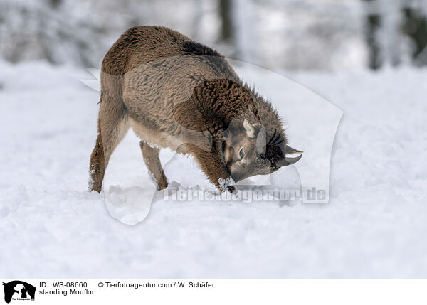 stehender Mufflon / standing Mouflon / WS-08660