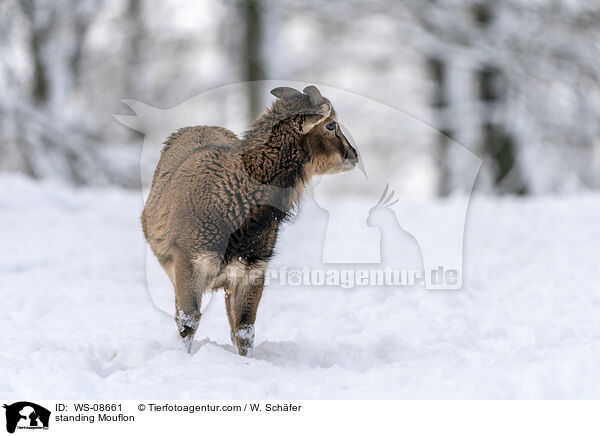 stehender Mufflon / standing Mouflon / WS-08661