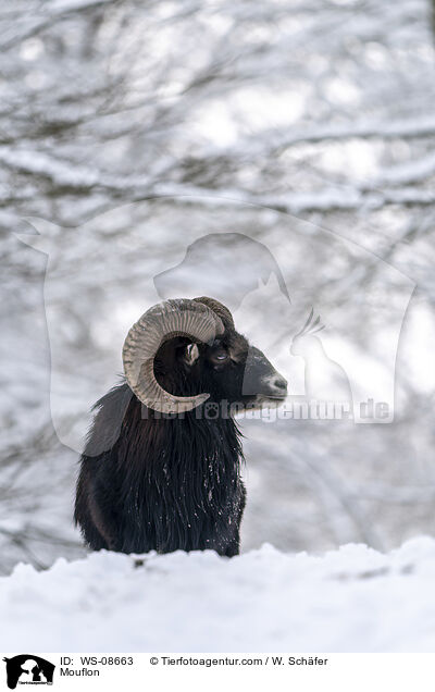 Mouflon / WS-08663