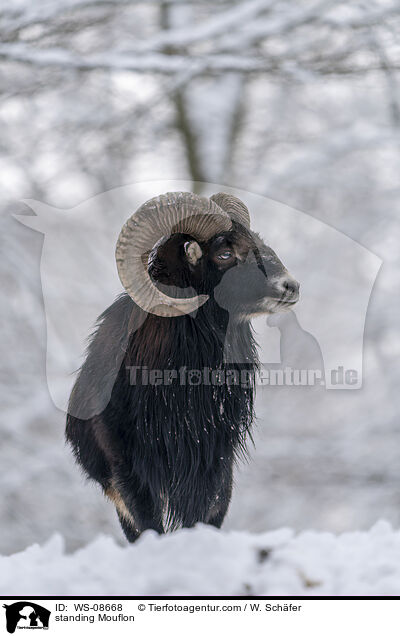 stehender Mufflon / standing Mouflon / WS-08668