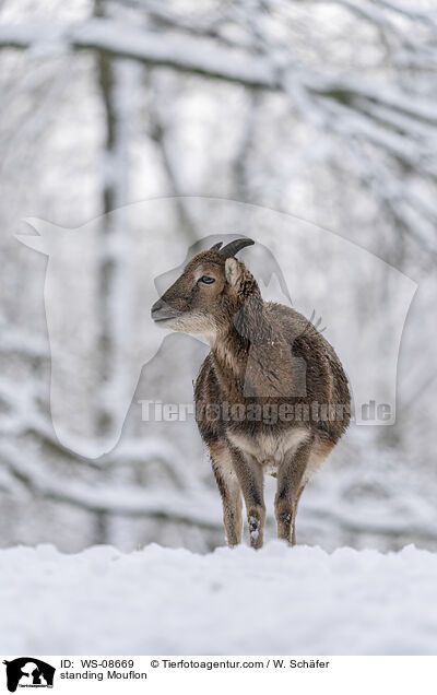 stehender Mufflon / standing Mouflon / WS-08669