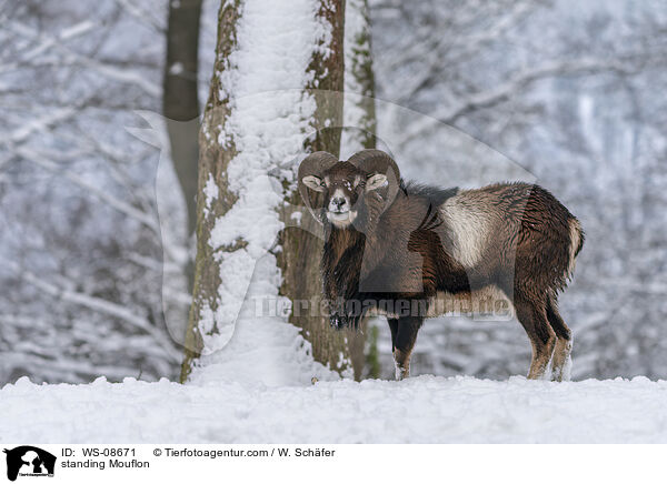 standing Mouflon / WS-08671