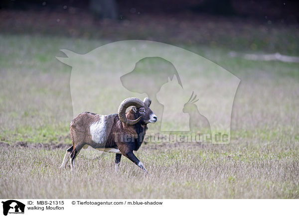 laufendes Mufflon / walking Mouflon / MBS-21315